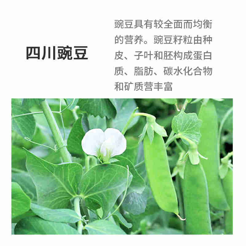 豌豆400克重庆小面辅料五谷杂粮白豌豆真空