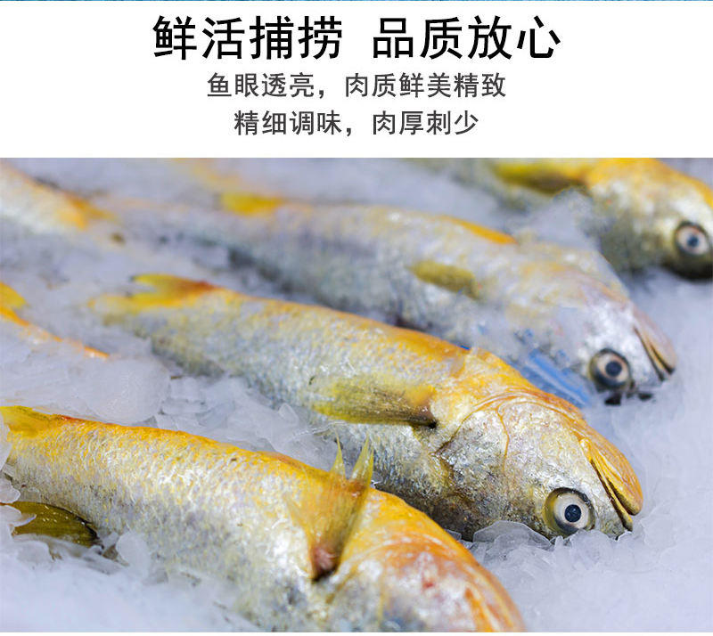 蟹尊享深海鲜活高品质大黄鱼礼盒—588型（约2500g）