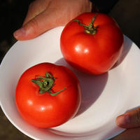 山东烟台普罗旺斯西红柿4-4.5斤自然熟现摘新鲜番茄
