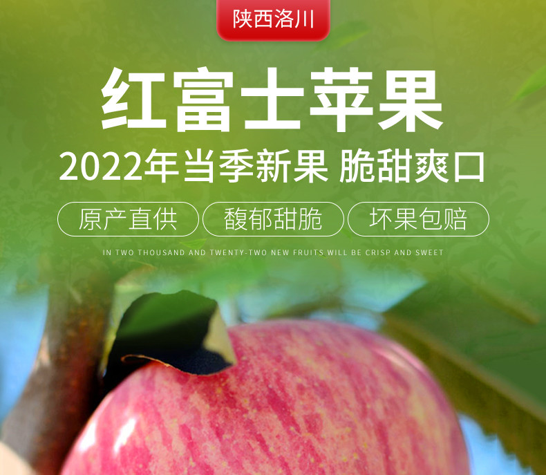 源兴陕西洛川富士苹果家庭装75-80果4.5斤